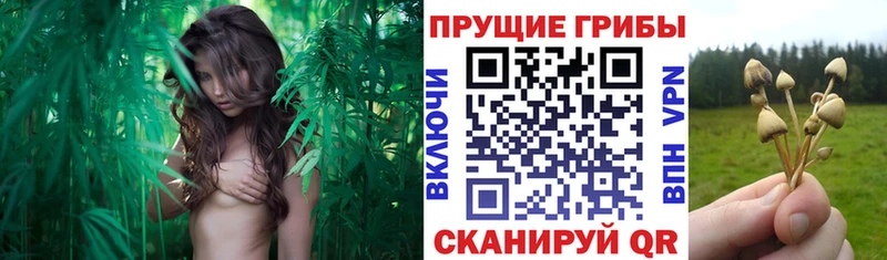 Галлюциногенные грибы мицелий Лебедянь